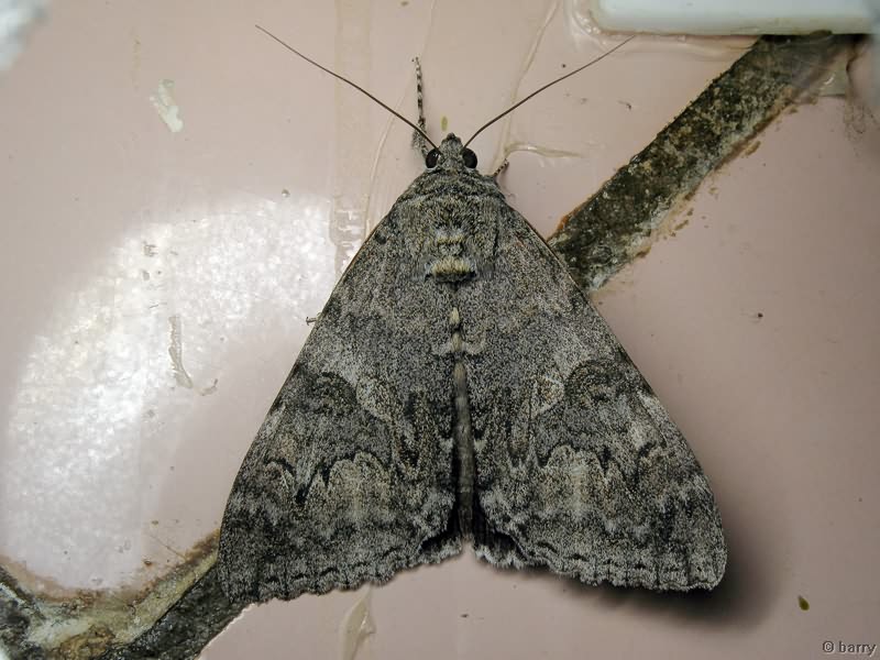 Catocala nupta (Linnaeus, 1767)